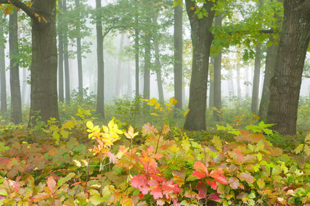 Park in the autumn, natureの写真素材