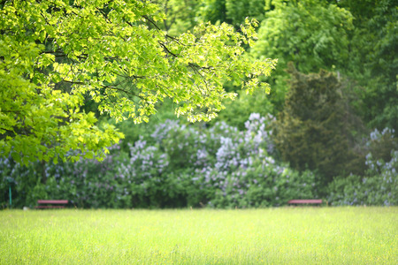 spring branch on a background of nature, springの写真素材