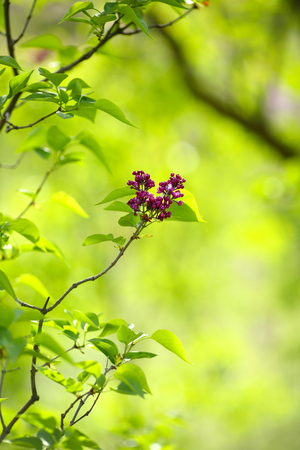 Spring green branch of lilac, floralの写真素材