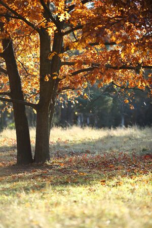 Oak tree with golden leavesの写真素材