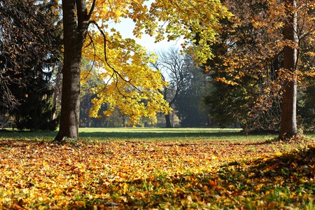city autumn park, nature