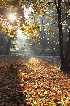 morning light in the forest, natureの写真素材