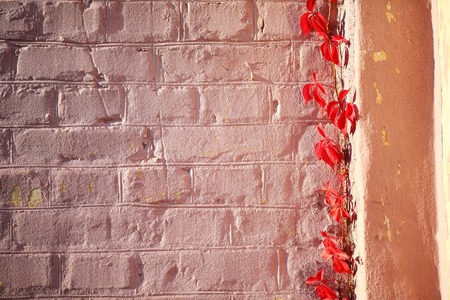 brick wall and ivy autumn, backgroundの写真素材
