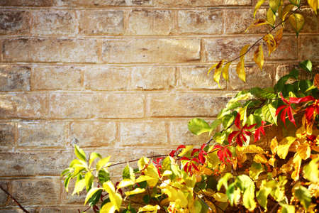 Old brick wall and ivy autumn, backgroundの写真素材