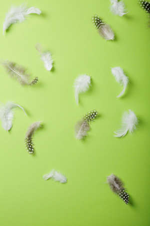 feathers on spring easter background, top viewの写真素材