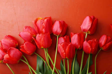 fresh tulips on red background, spring flowersの写真素材