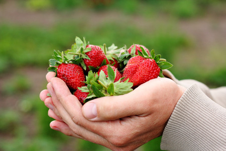  organic strawberry in man's hands, food closeupの写真素材