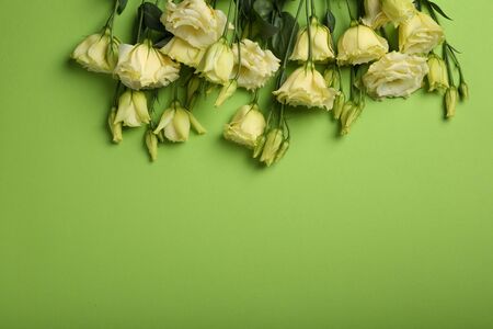 Flowers on green spring background, copy-spaceの写真素材