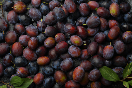 Fresh plums background, food closeupの写真素材