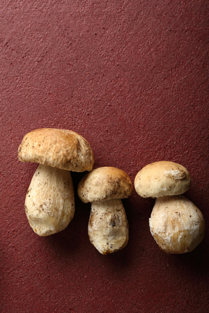  mushrooms on red background, flat layの写真素材