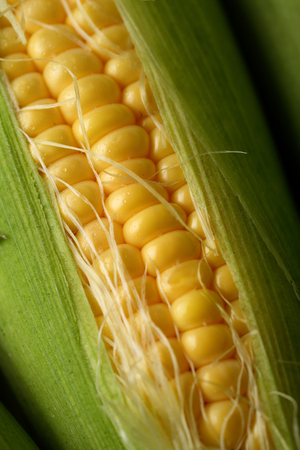 Fresh sweet Baby corn , food closeup