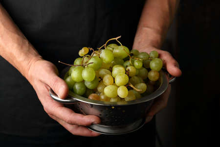 Harvest of grapes in hands
