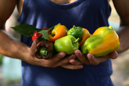 Vegetables in farmer's hands, organic foodの写真素材