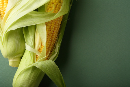 Fresh green baby corn cobの写真素材