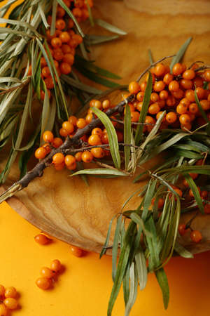 Fresh branches on sea buckthorn, food closeup