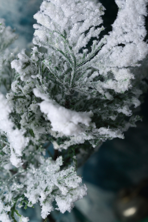 Christmas branches with snow, holidayの写真素材