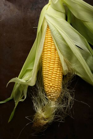 Raw Fresh corn cob on metal background