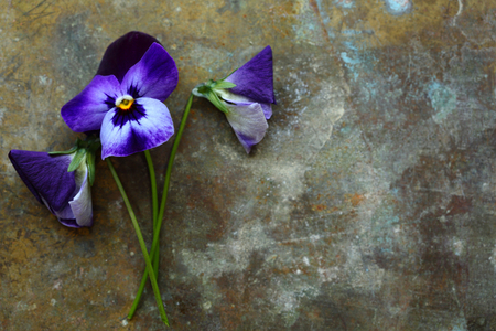 Violet flowers on iron, holiday backgroundの写真素材
