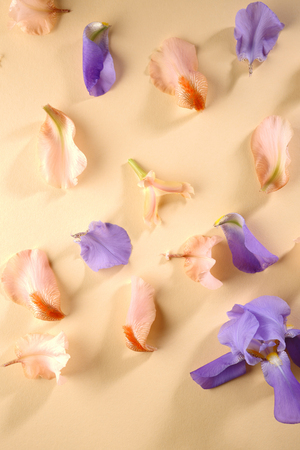 Flowers petals flat layの写真素材