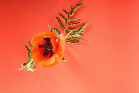 One red poppy flowerの写真素材
