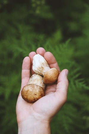 Forest fresh mushroomsの写真素材