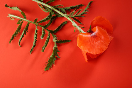 Red flower on red backgroundの写真素材