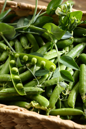 Local fresh green peasの写真素材