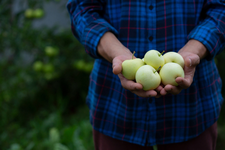 Fresh apples in handsの写真素材