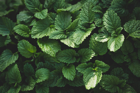Green layout made of green mint leavesの写真素材