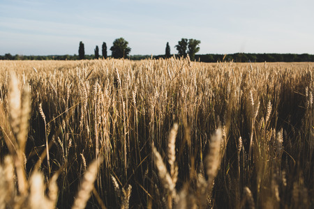 Summer Wheat fieldの写真素材
