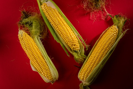 Fresh corn cobs on red