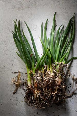 Bunch of fresh onionsの写真素材