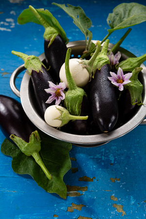 Fresh local eggplants in colanderの写真素材