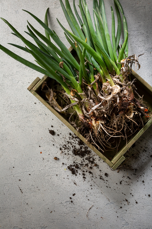 Bunch of organic onions in crateの写真素材