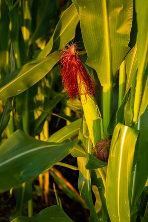 Corn cob in summer sunlight