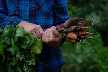 Fresh vegetables roots in handsの写真素材