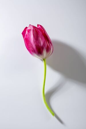 One spring tulip on white backgroundの写真素材