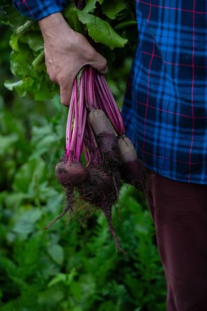 Organic eets with soil in hands