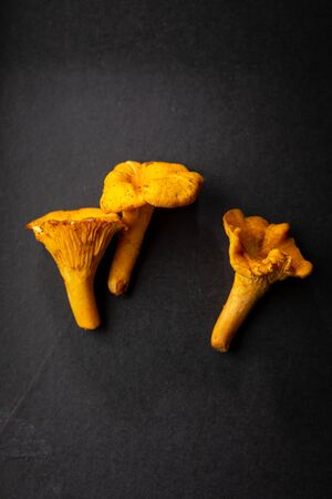 Forest mushrooms on black background, autumnの写真素材
