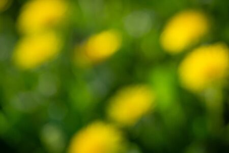 Blurred green and yellow backgroundの写真素材