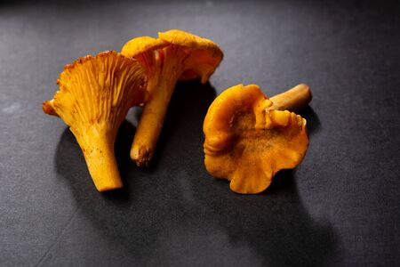 Forest chanterelles mushrooms on black backgroundの写真素材