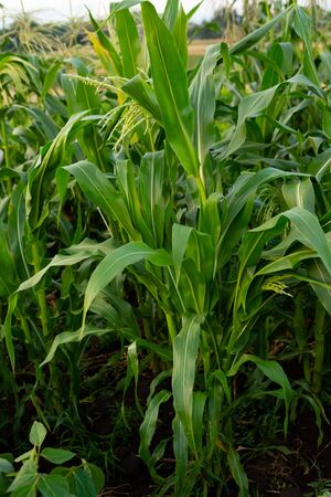Corn plants growing on nature backgroundの写真素材