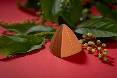 One chocolate brown bonbon close-up