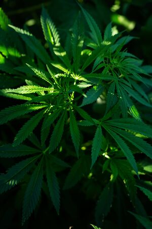 Green hemp leaves on dark backgroundの写真素材