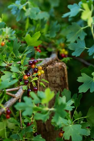 Summer berry on green plantの写真素材