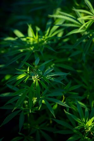 Green hemp leaves on dark nature backgroundの写真素材