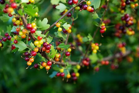 Summer green nature background with berryの写真素材