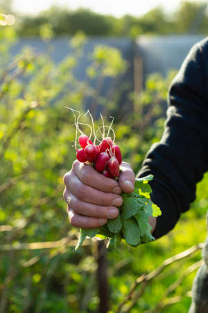 Bunch of small radish in farmer handsの写真素材