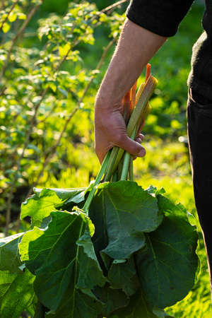 Rhubarb in hands against garden greensの写真素材