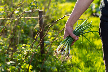 Farmer holding fresh green onions against gardenの写真素材